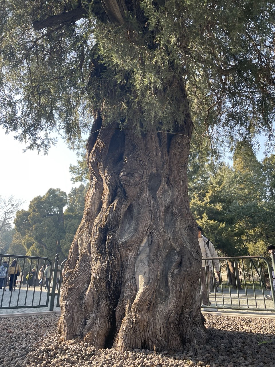 красивый ствол китайского можжевельника